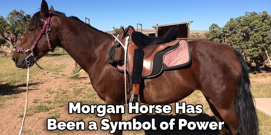 Morgan Horse Has Been a Symbol of Power