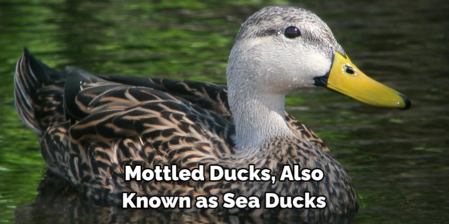 Mottled Ducks, Also 
Known as Sea Ducks