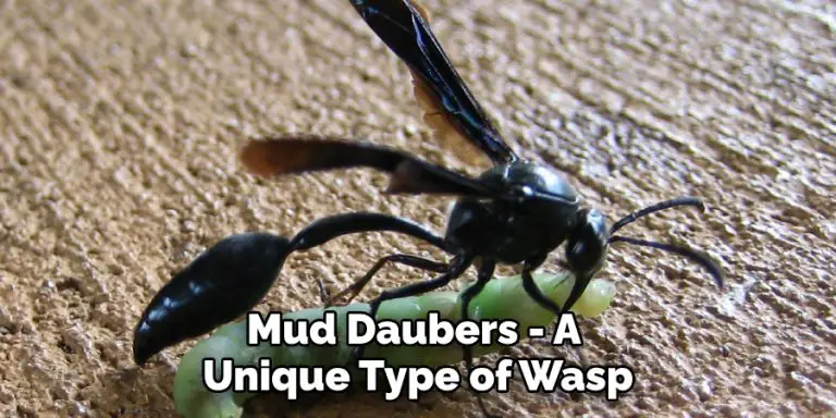 mud-dauber-spiritual-meaning-symbolism-and-totem-2024