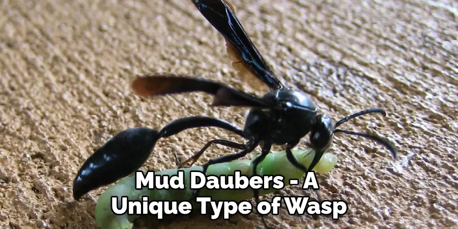 Mud Daubers - A Unique Type of Wasp