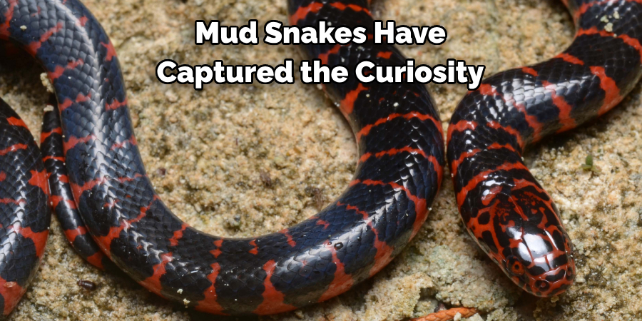 Mud Snakes Have 
Captured the Curiosity 