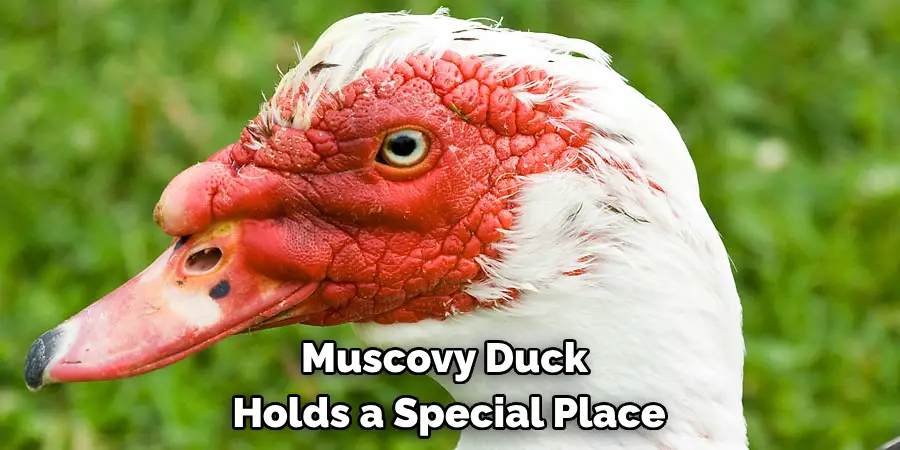 Muscovy Duck Holds a Special Place