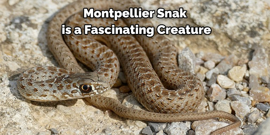 Montpellier Snake
 is a Fascinating Creature 