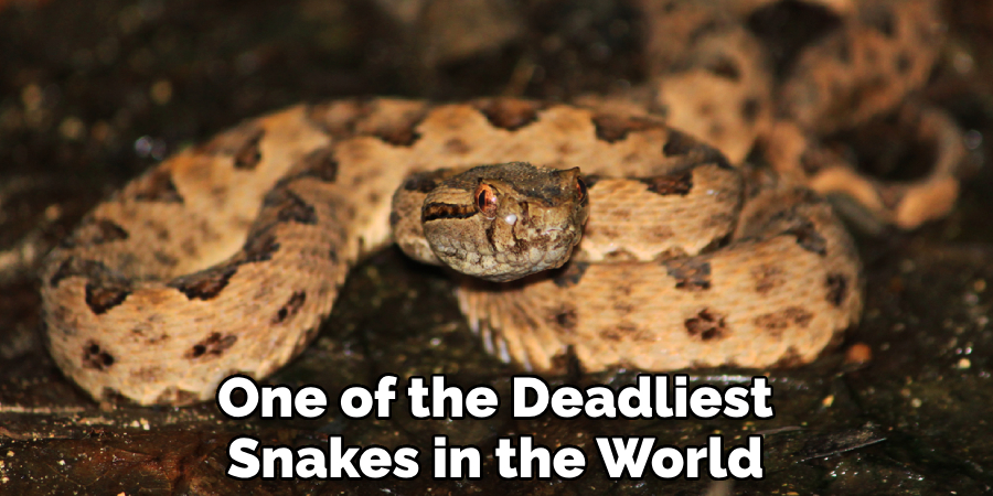 One of the Deadliest Snakes in the World