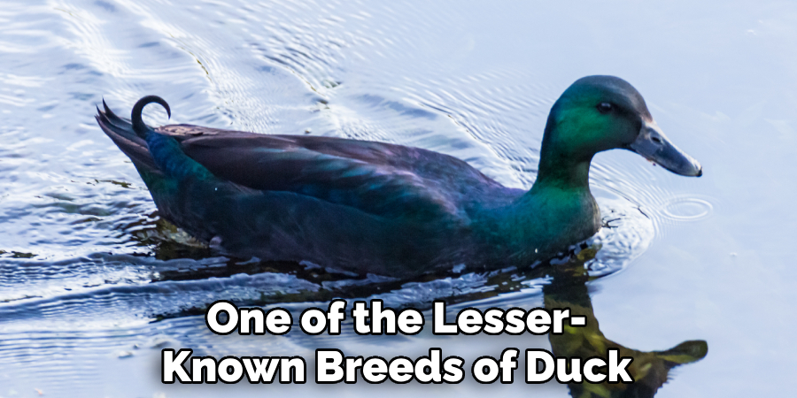 One of the Lesser-known Breeds of Duck