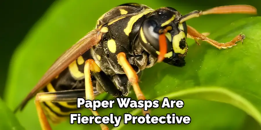 Paper Wasps Are 
Fiercely Protective