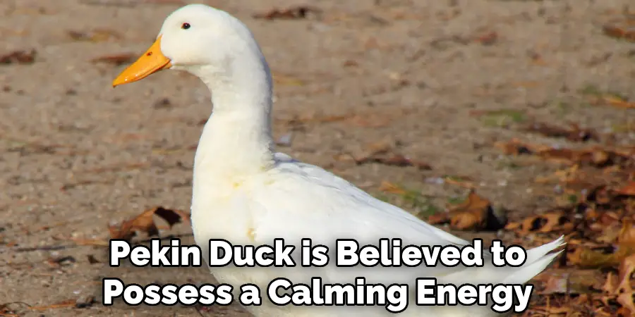 Pekin Duck is Believed to Possess a Calming Energy