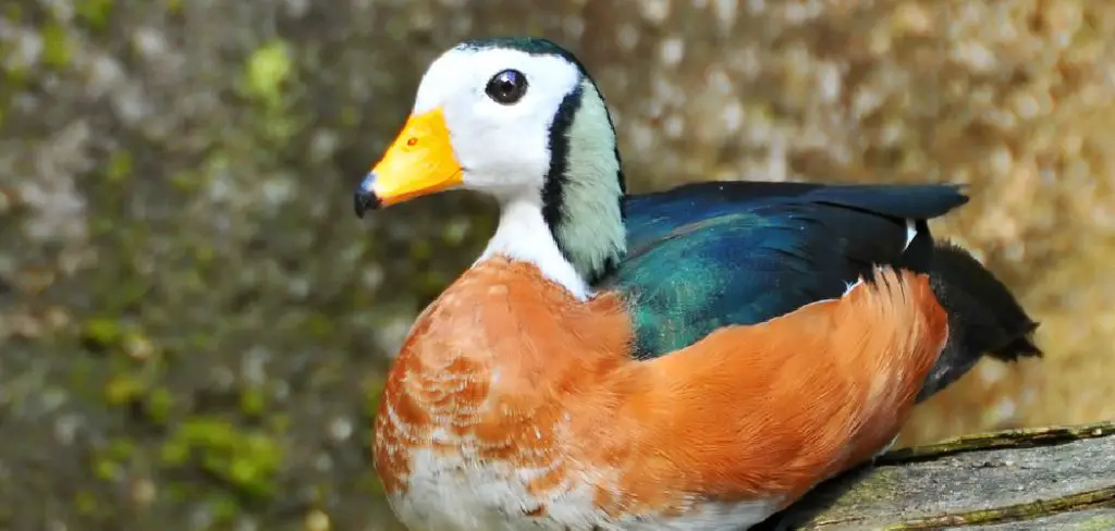 Pygmy Goose Spiritual Meaning