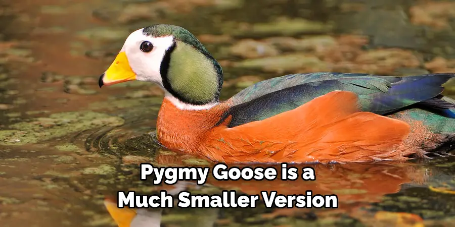 Pygmy Goose is a 
Much Smaller Version