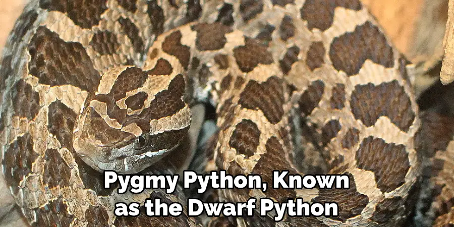 Pygmy Python, Known 
as the Dwarf Python