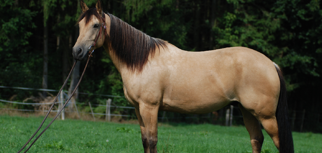 Quarter Horse Spiritual Meaning