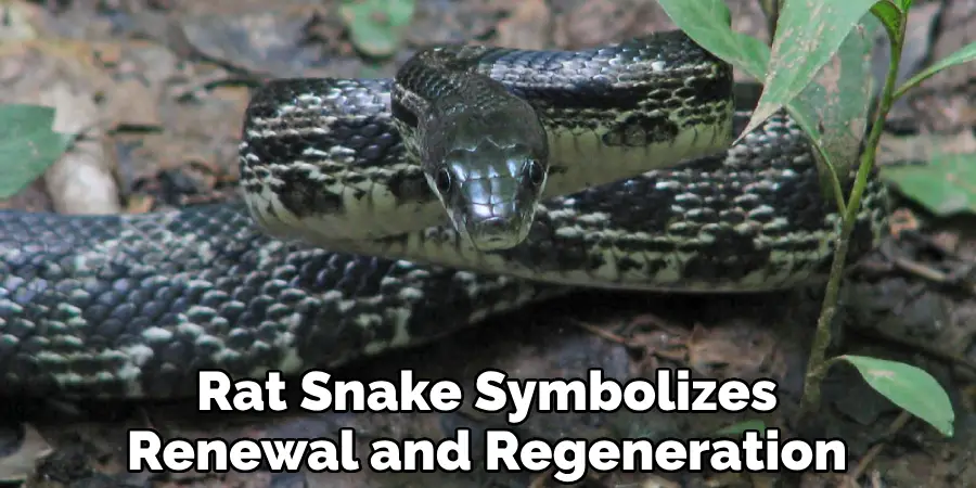 Rat Snake Symbolizes Renewal and Regeneration