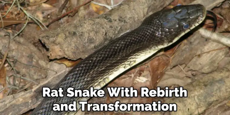 Rat Snake Spiritual Meaning, Symbolism and Totem (2024)