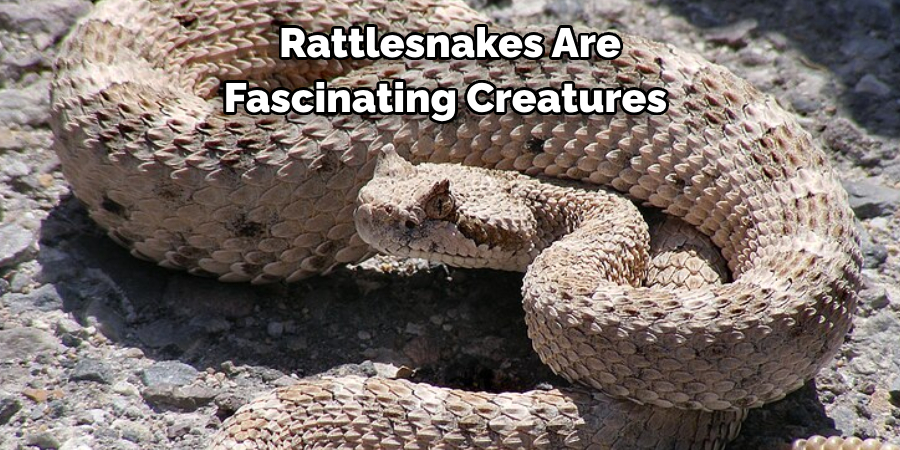Rattlesnakes Are Fascinating Creatures 