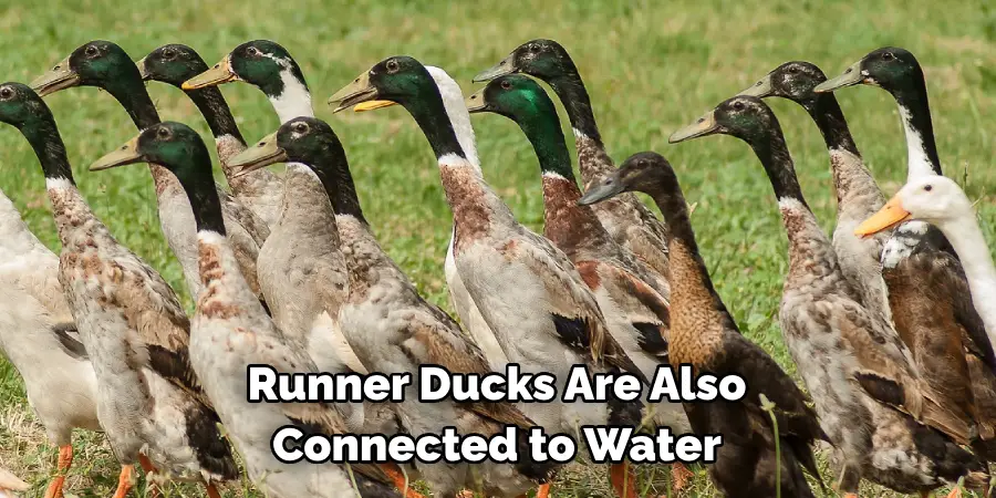 Runner Ducks Are Also 
Connected to Water 