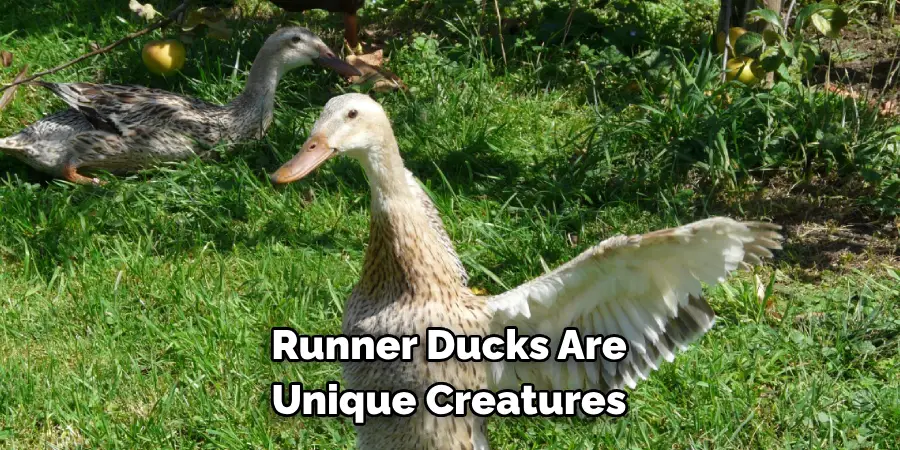 Runner Ducks Are 
Unique Creatures