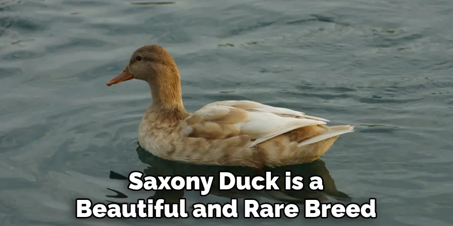 Saxony Duck is a Beautiful and Rare Breed