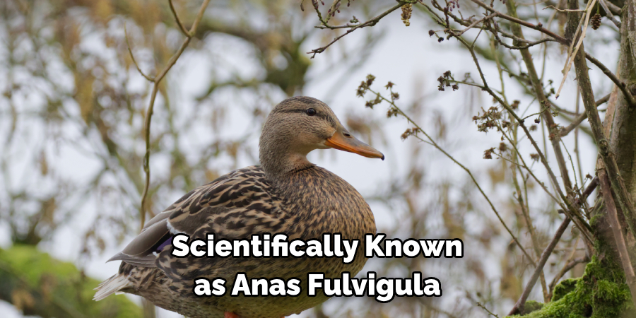 Scientifically Known 
as Anas Fulvigula