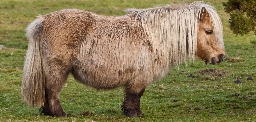 Shetland Pony Spiritual Meaning
