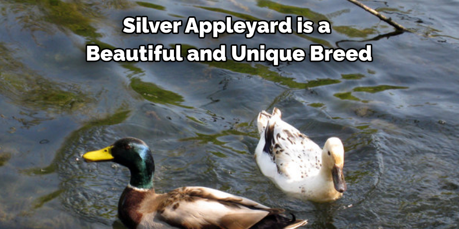 Silver Appleyard is a 
Beautiful and Unique Breed