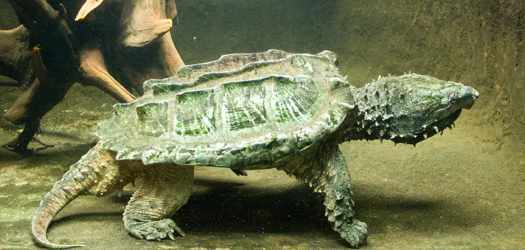 Snapping Turtle Spiritual Meaning, Symbolism and Totem