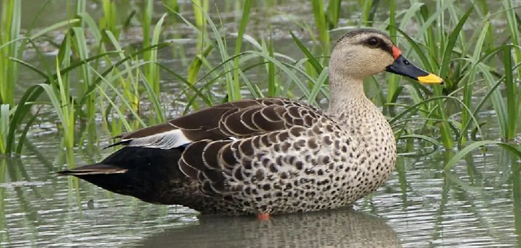 Spot Billed Spiritual Meaning

