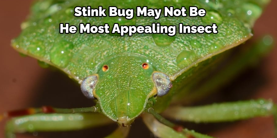  Stink Bug May Not Be 
He Most Appealing Insect
