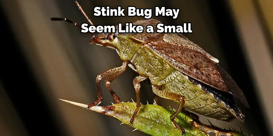 Stink Bug May 
Seem Like a Small