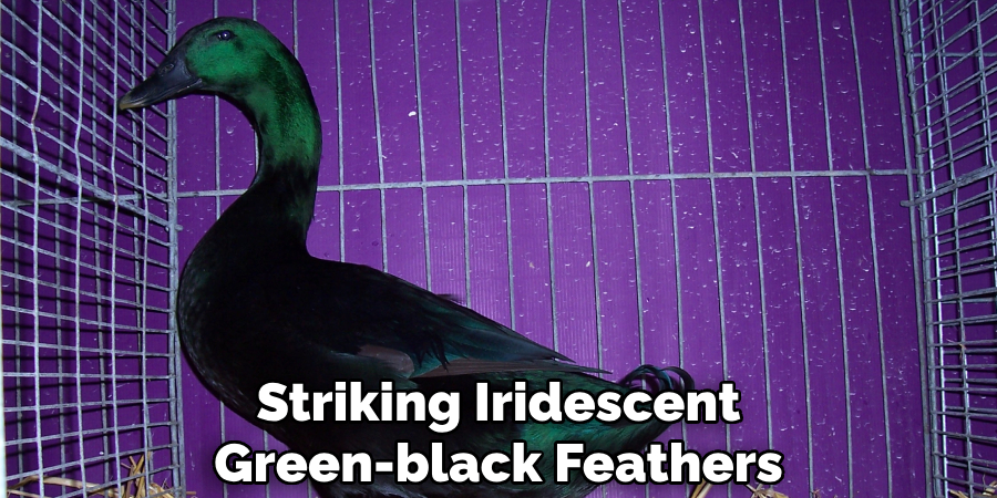 Striking Iridescent
Green-black Feathers