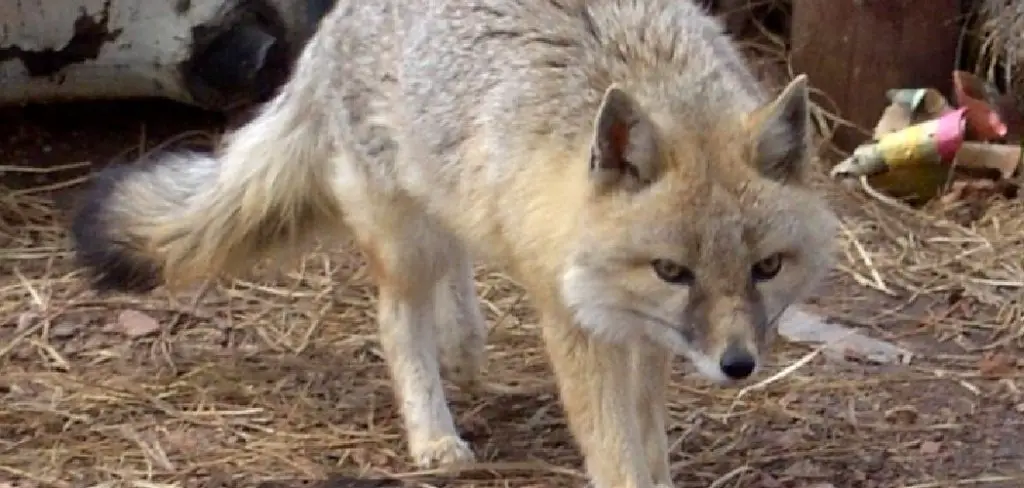 Swift Fox Spiritual Meaning