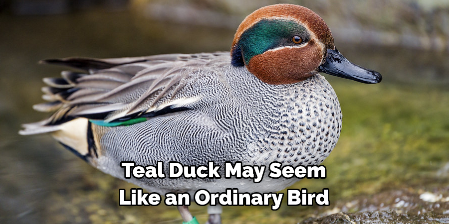  Teal Duck May Seem 
Like an Ordinary Bird