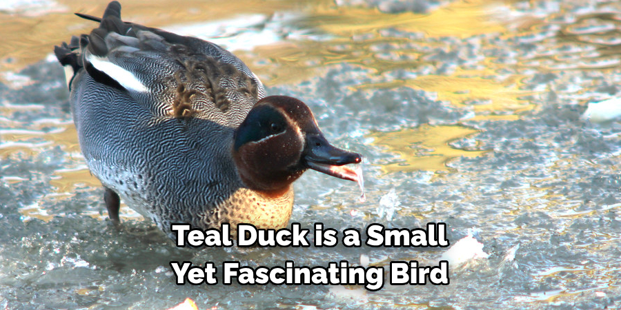 Teal Duck is a Small 
Yet Fascinating Bird