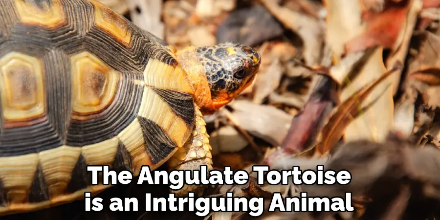 The Angulate Tortoise is an Intriguing Animal