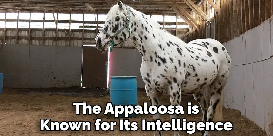 The Appaloosa is Known for Its Intelligence