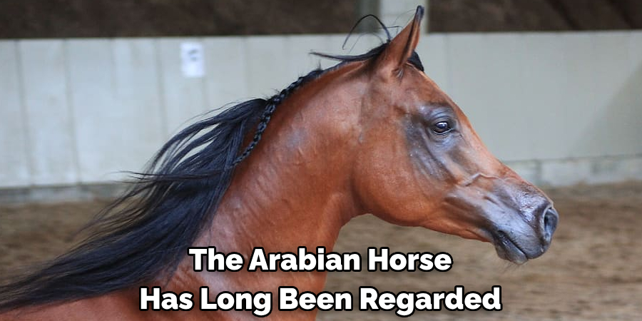 The Arabian Horse 
Has Long Been Regarded