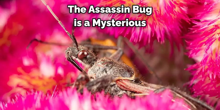 The Assassin Bug is a Mysterious