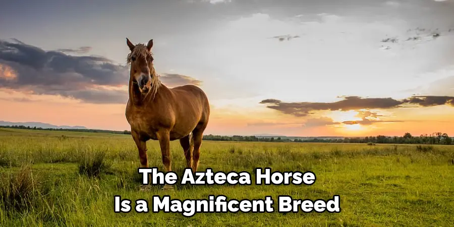 The Azteca Horse 
Is a Magnificent Breed