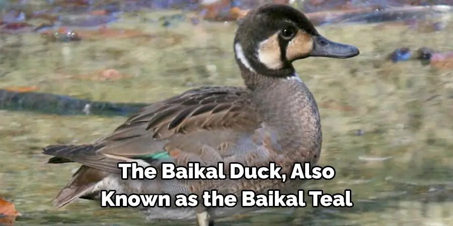 The Baikal Duck, Also 
Known as the Baikal Teal