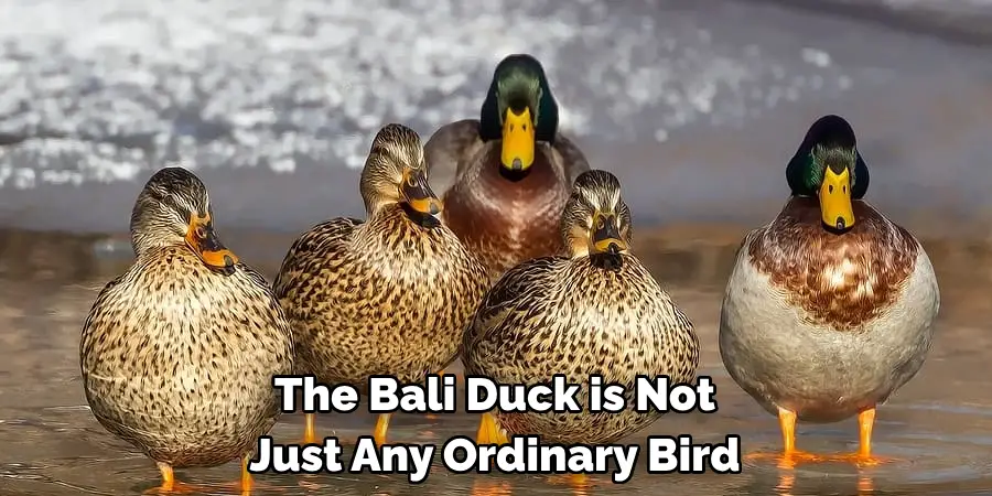 The Bali Duck is Not 
Just Any Ordinary Bird