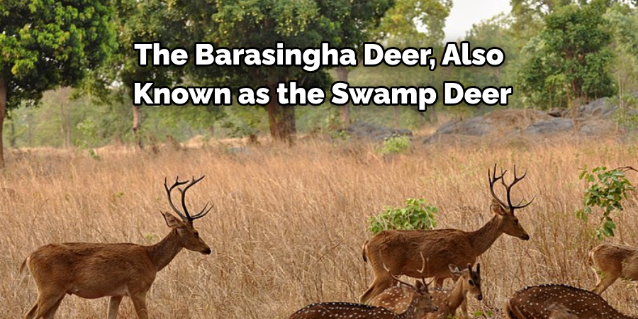 The Barasingha Deer, Also
 Known as the Swamp Deer