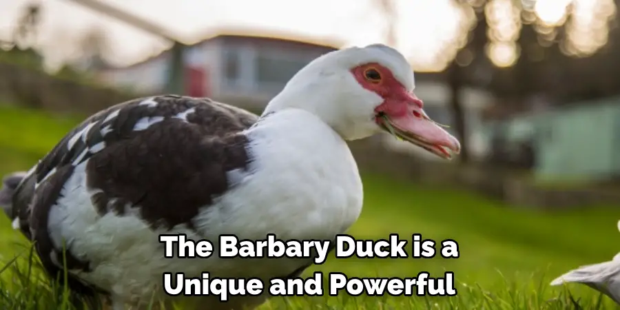 The Barbary Duck is a
Unique and Powerful