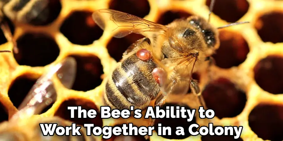 The Bee's Ability to Work Together in a Colony