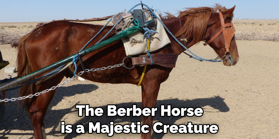 The Berber Horse is a Majestic Creature