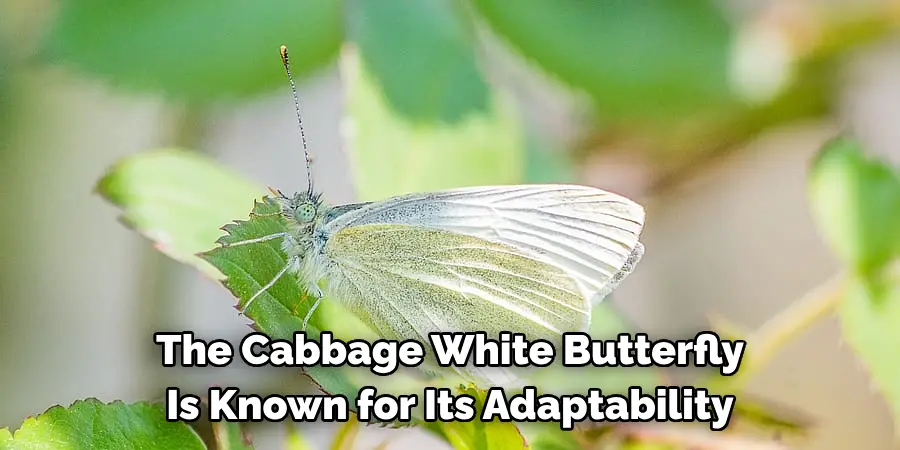 The Cabbage White Butterfly 
Is Known for Its Adaptability