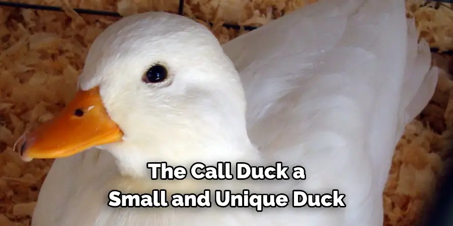 The Call Duck, a
Small and Unique Duck