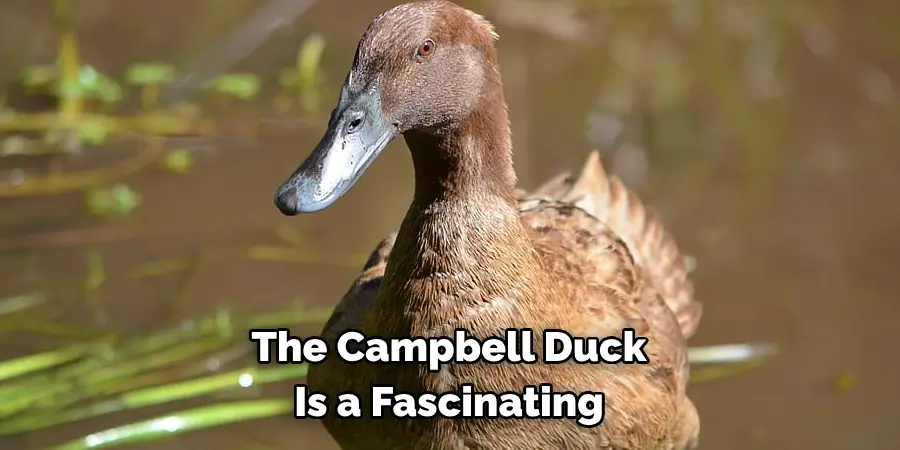 The Campbell Duck 
Is a Fascinating