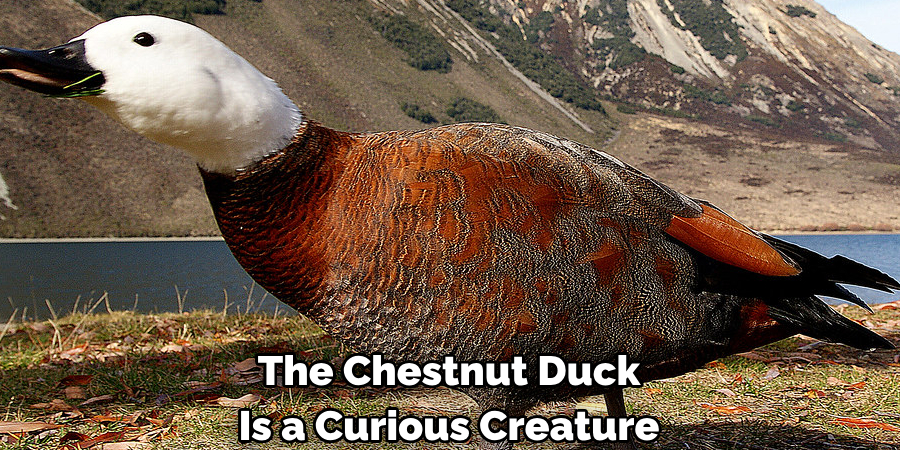 The Chestnut Duck 
Is a Curious Creature