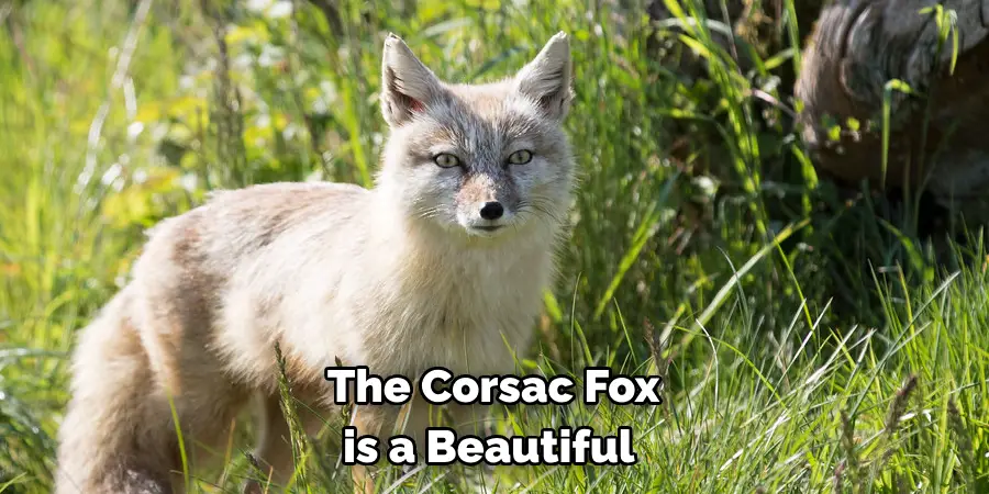 The Corsac Fox is a Beautiful 