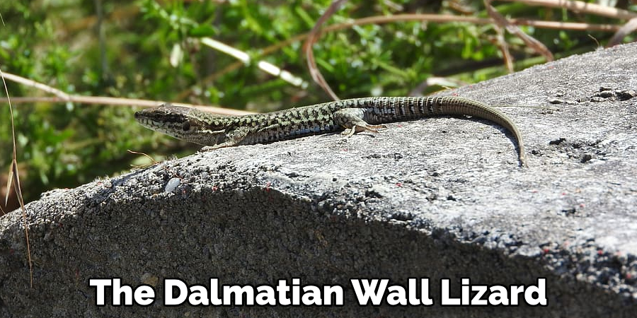 The Dalmatian Wall Lizard