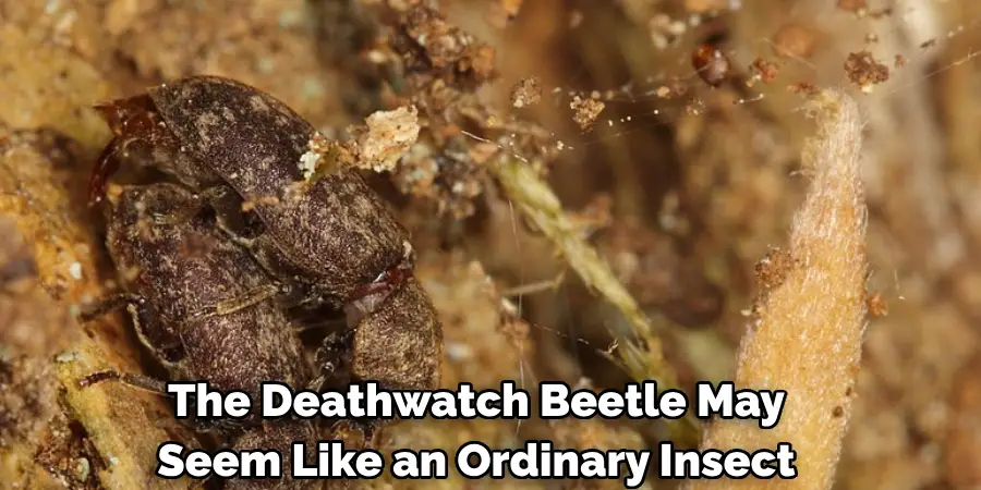 The Deathwatch Beetle May 
Seem Like an Ordinary Insect